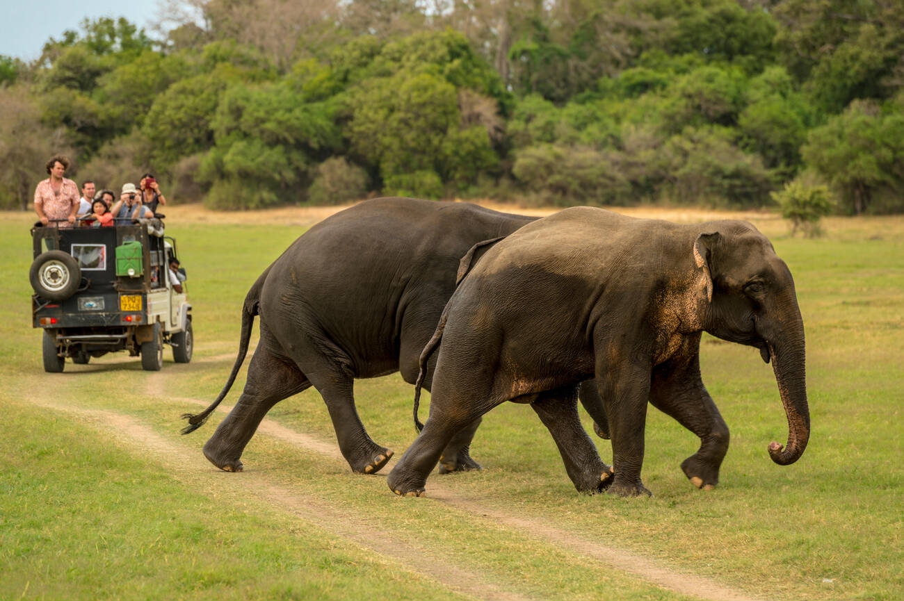 Sri Lanka Safari Adventure